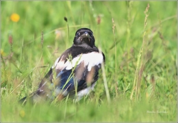 <p>STRAKA OBECNÁ (Pica pica) (Eurasian magpie - Elster/</p>
